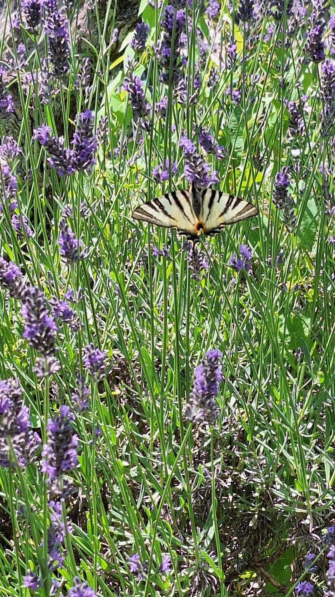 Sous Le Grand Pin Gites Eden En Cevennes Anduze Esterno foto